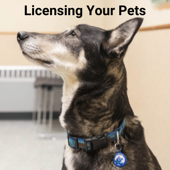 6 Reasons to License Your Pet PetHub